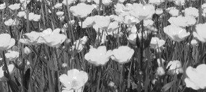 blackandwhite flowers